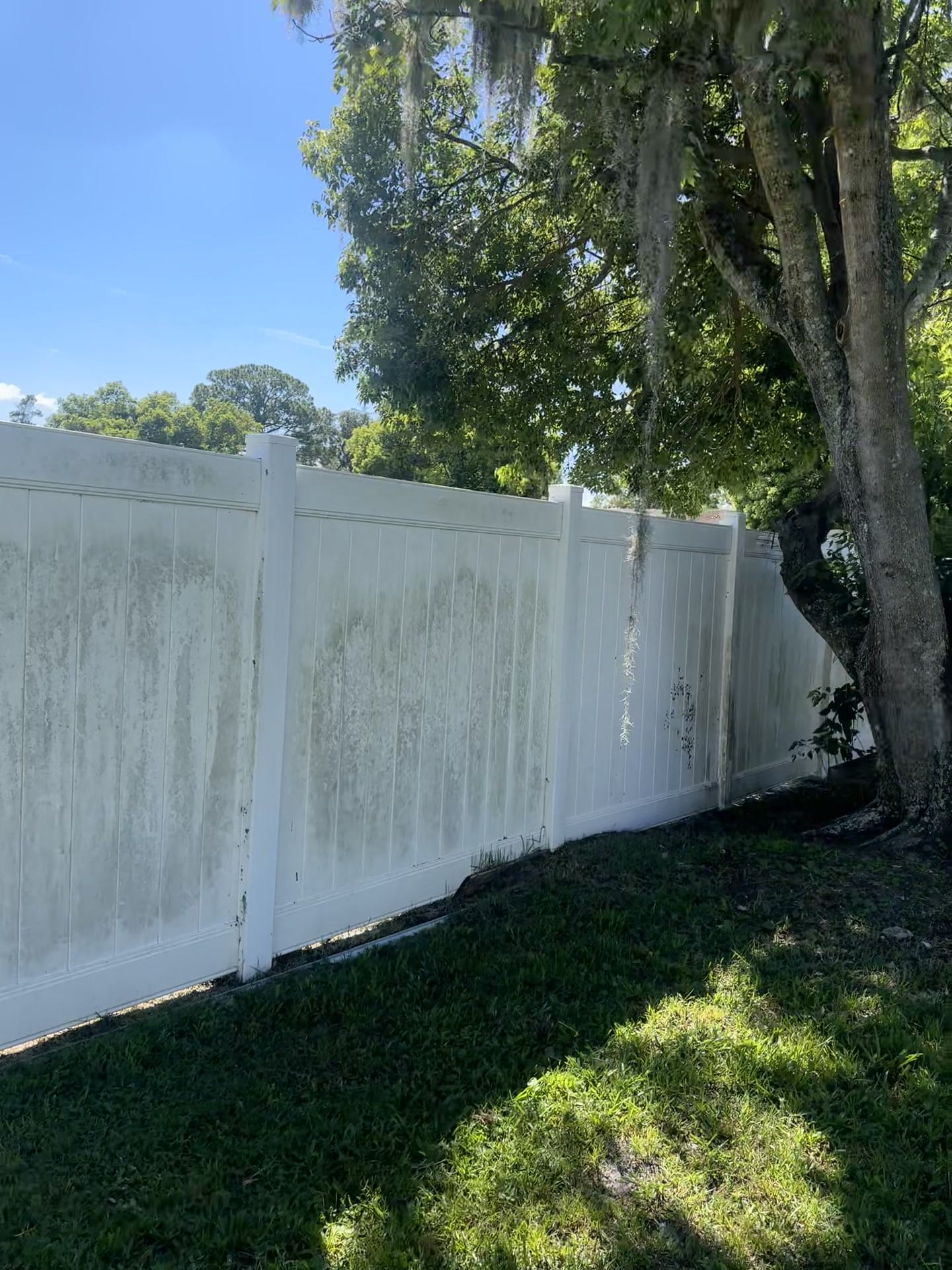 A Deltona backyard vinyl privacy fence heavily streaked with grey-green algae under a live oak
