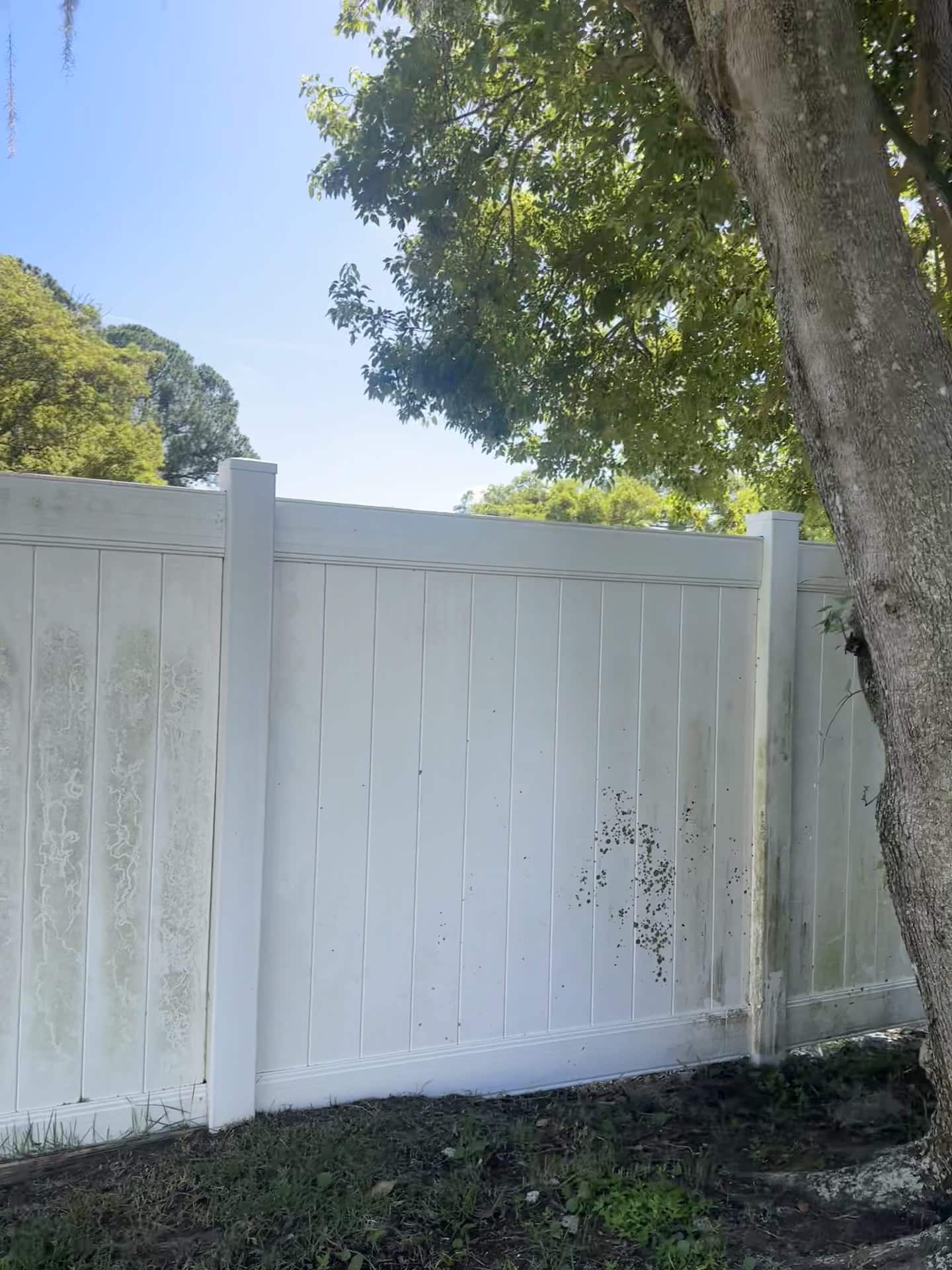 Algae staining concentrated where a live oak trunk shades a vinyl fence panel